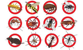 Eradica 41 "la solution contre les nuisibles " – Image 5